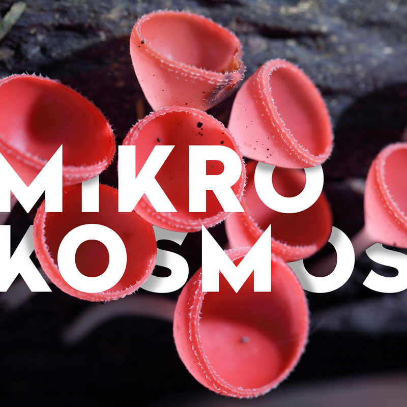 Rosafarbene Trichterpilze mit dem Schriftzug Mikrokosmos als Sinnbild für Mikro-Kampagnen